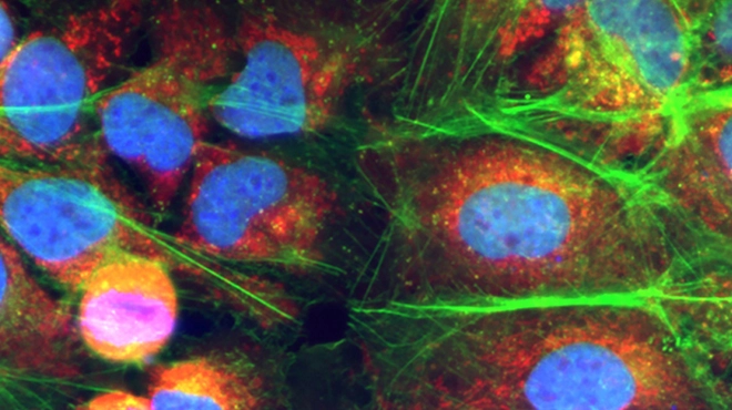 Cell och genterapier. Illustration.